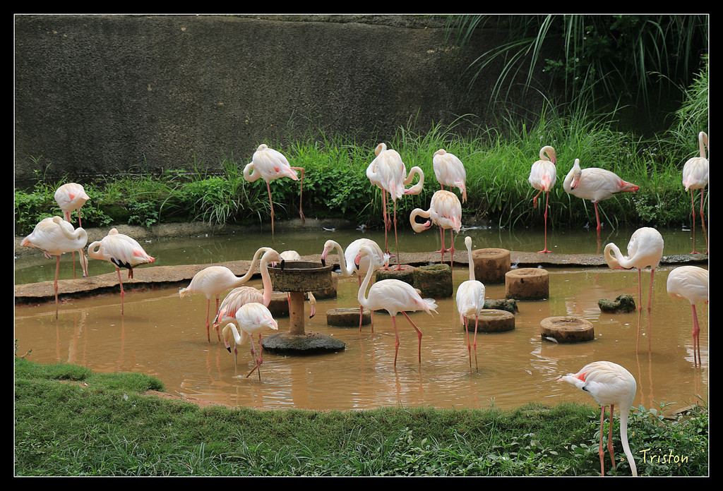 IMG_8147.jpg - 20150717 台北兒童新樂園 六福村