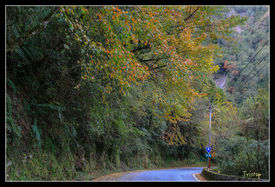 JH1A1008.jpg - 20151205 合歡溪步道、108K楓之谷