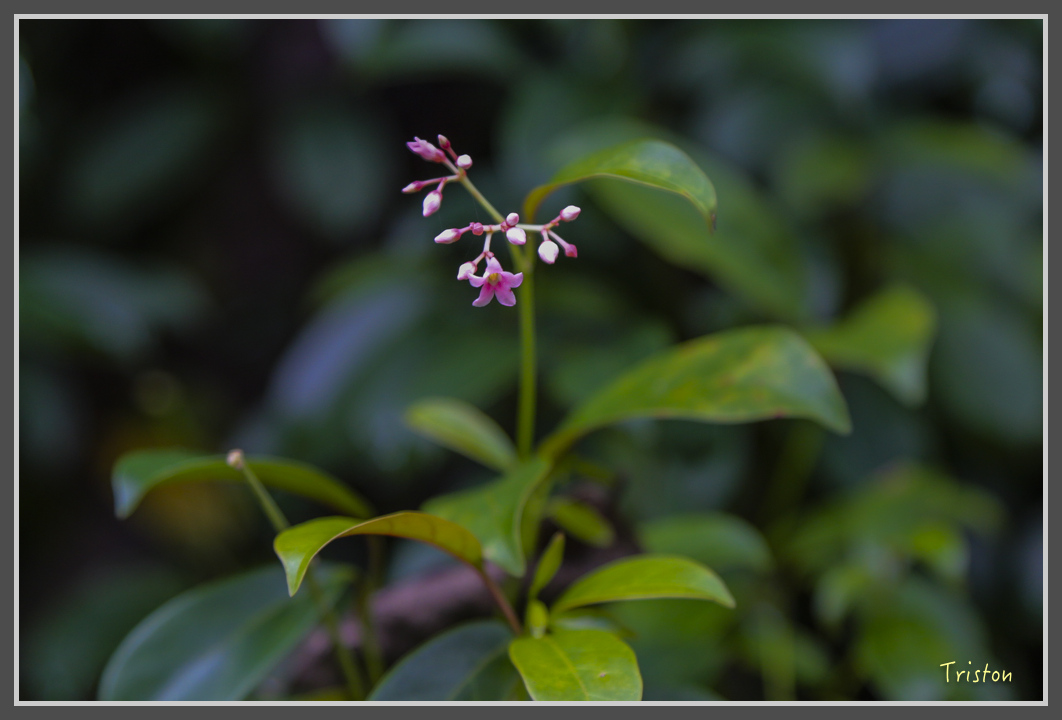 JH1A1869.jpg - 20160725 大津瀑布