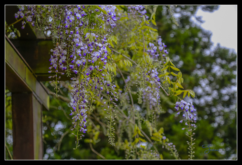 _H1A3728.jpg - 20170425 阿里山+圓潭螢火蟲