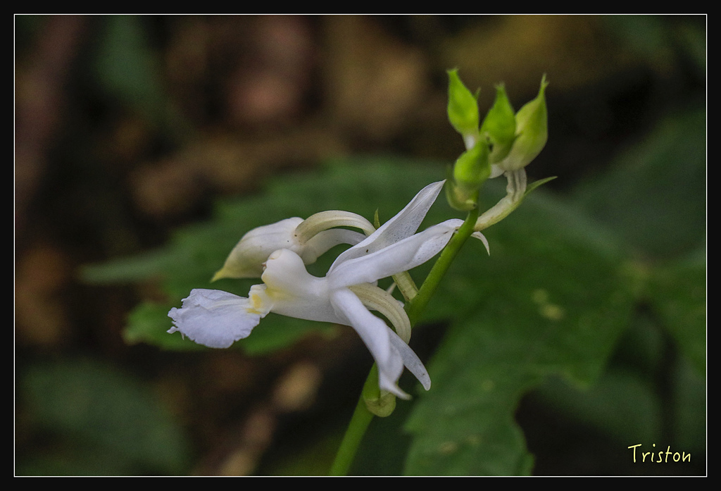 _MG_1040.jpg - 20180127 日湯真山