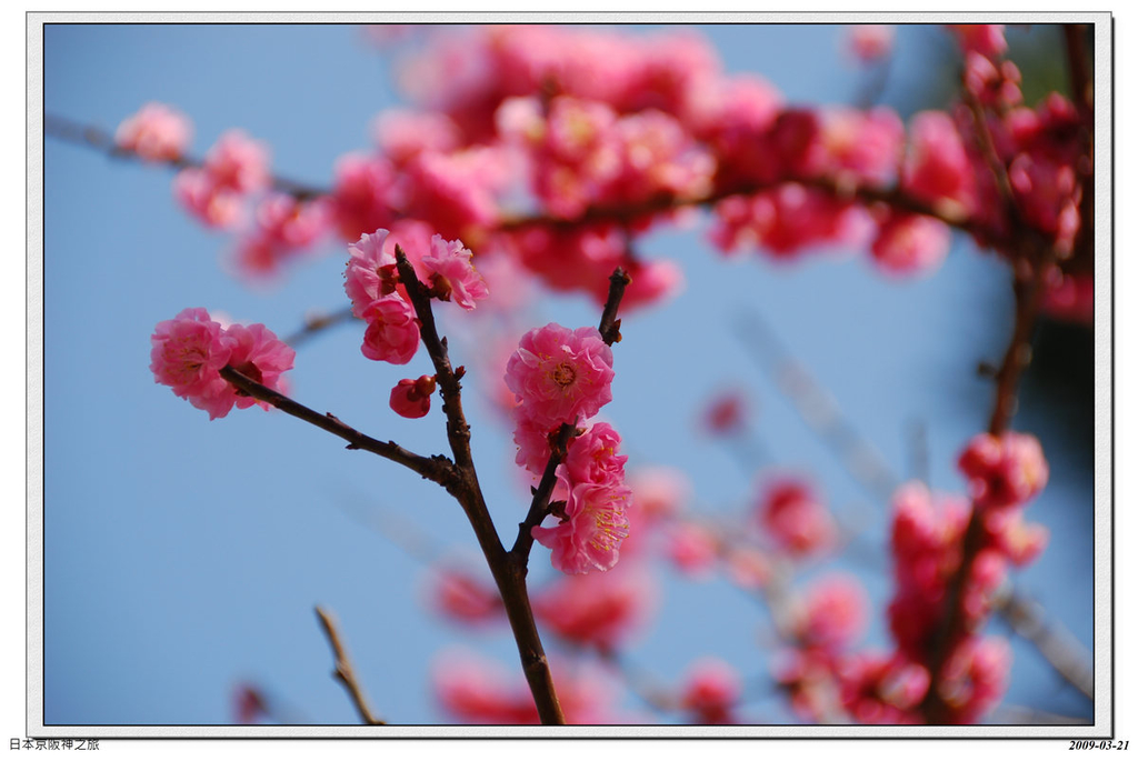 2009-03-21-09_51_30.jpg - 20090320 日本京阪神之旅