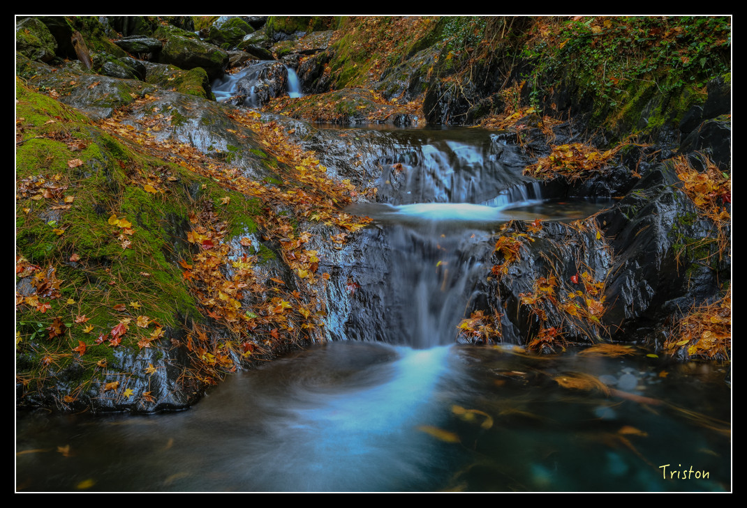 JH1A1040.jpg - 20151205 合歡溪步道、108K楓之谷