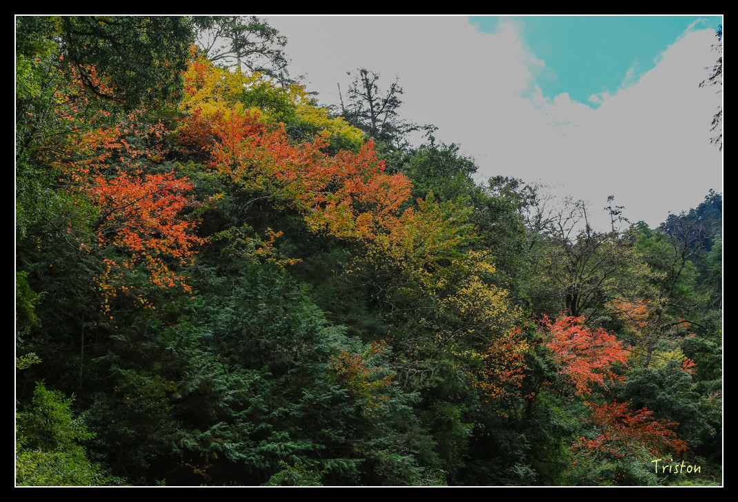 JH1A1013.jpg - 20151205 合歡溪步道、108K楓之谷