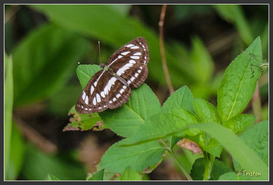 IMG_1292-2.jpg - 20160122 南仁湖、墾丁