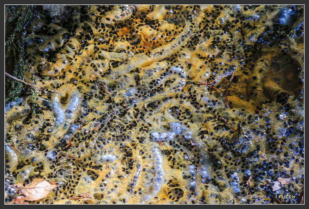 IMG_5044.jpg - 20160323 日本熊野古道健行