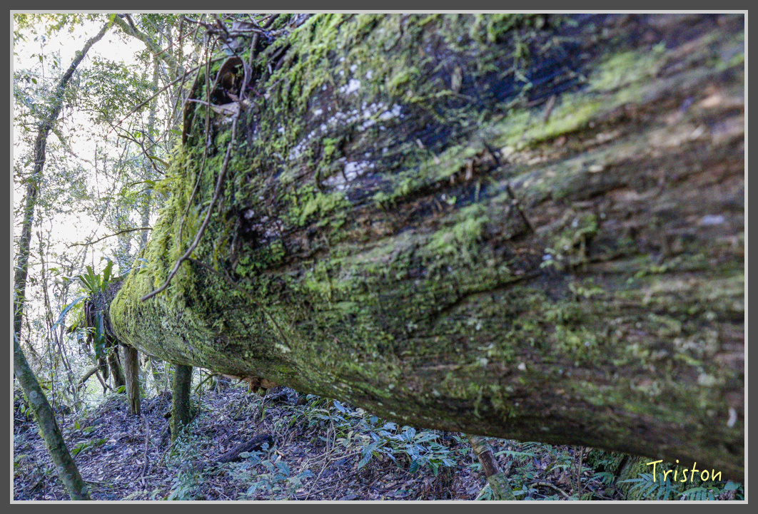 _MG_0267.jpg - 20161203 鎮西堡