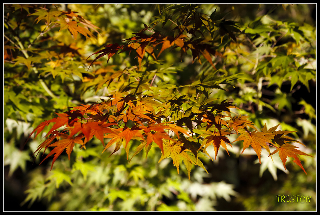 _H1A1054.jpg - 20171103 日本只見線、會津若松五色沼、昭和記念公園賞紅葉