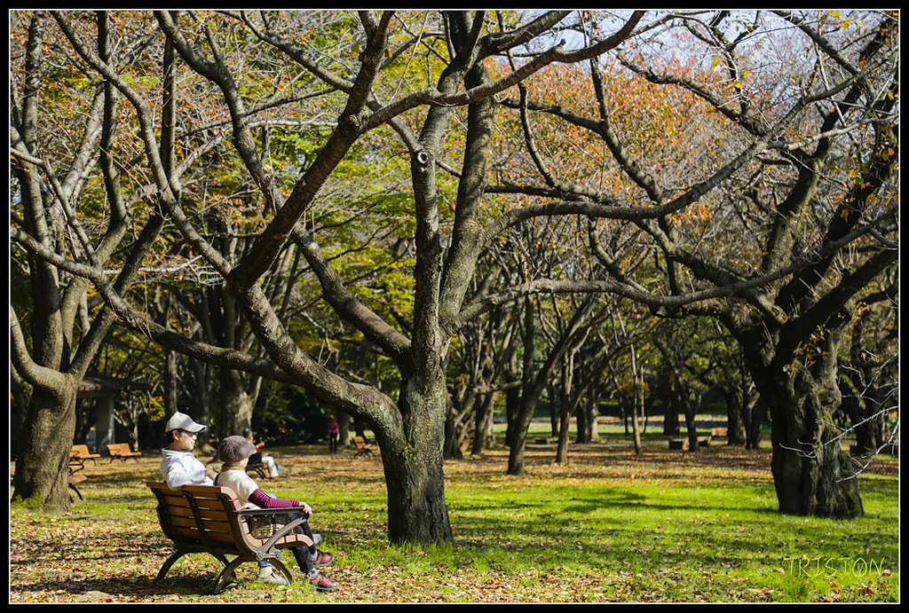 _H1A1777.jpg - 20171103 日本只見線、會津若松五色沼、昭和記念公園賞紅葉