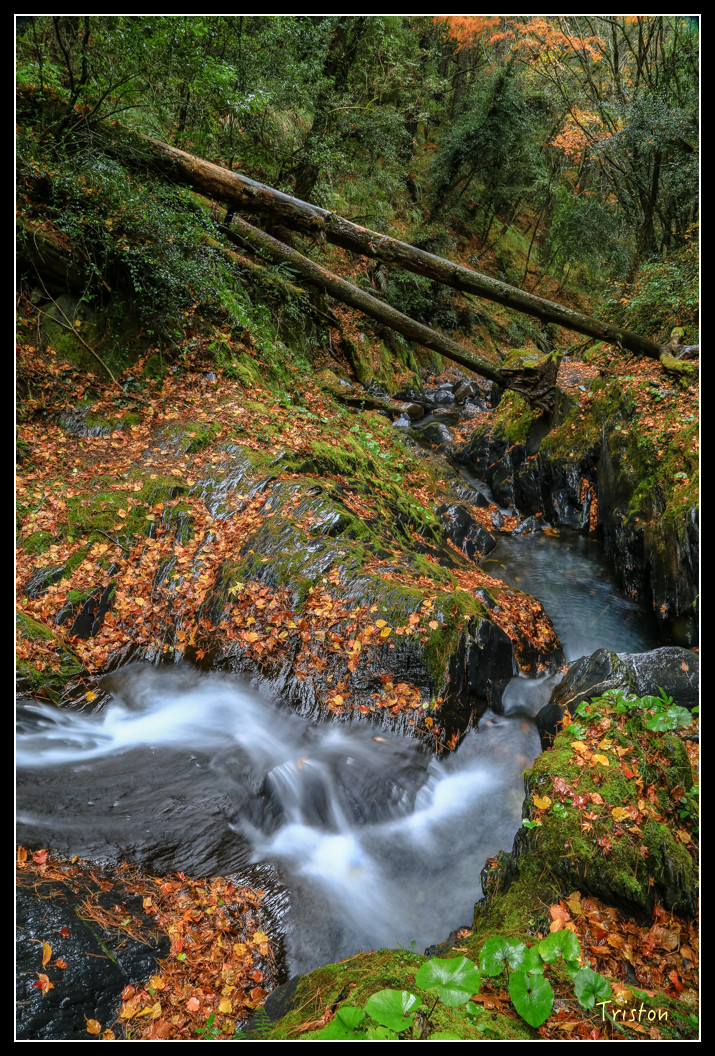 JH1A1057.jpg - 20151205 合歡溪步道、108K楓之谷