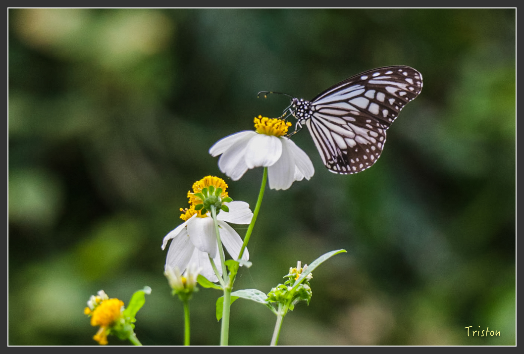 IMG_1295-2.jpg - 20160122 南仁湖、墾丁