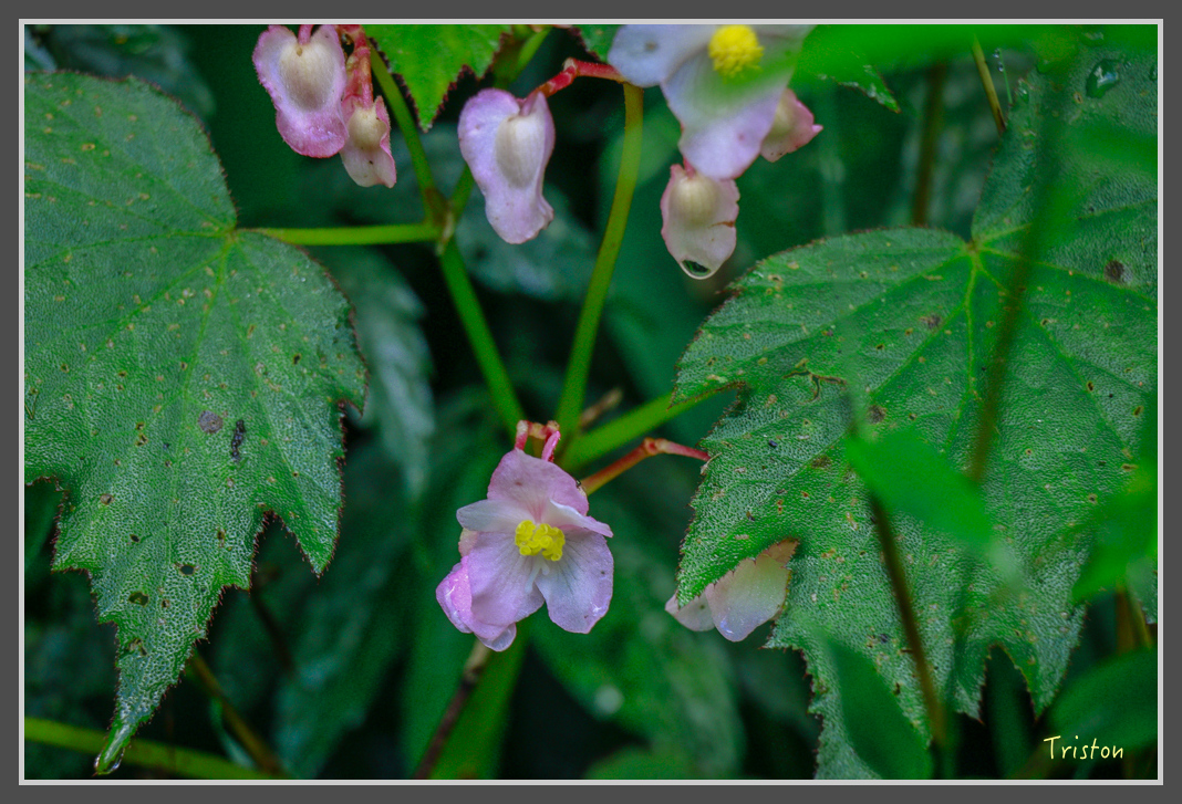 _MG_8724.jpg - 20160622 圓潭、雲潭、水社寮車站