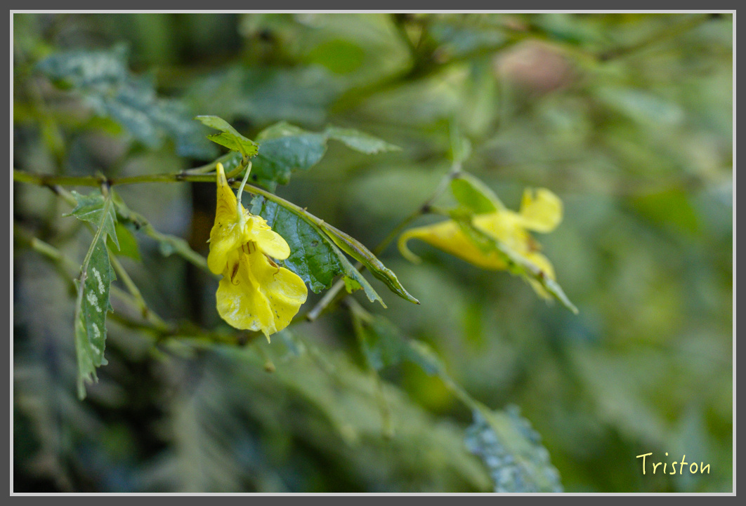 _MG_0359.jpg - 20161203 鎮西堡