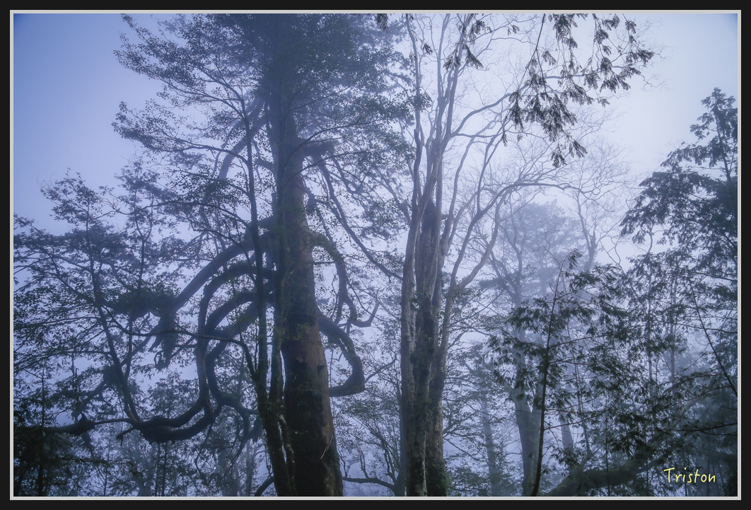 00145.jpg - 20161231 明池 神木園