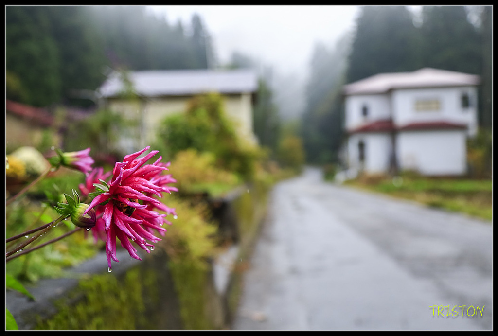 _H1A0373.jpg - 20171103 日本只見線、會津若松五色沼、昭和記念公園賞紅葉