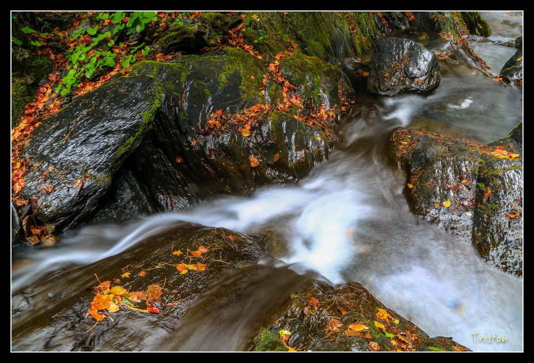 JH1A1060.jpg - 20151205 合歡溪步道、108K楓之谷