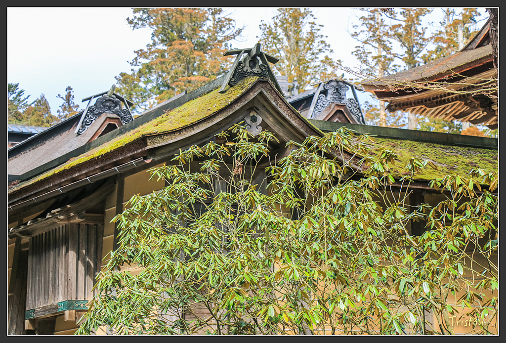 IMG_4498.jpg - 20160323 日本熊野古道健行