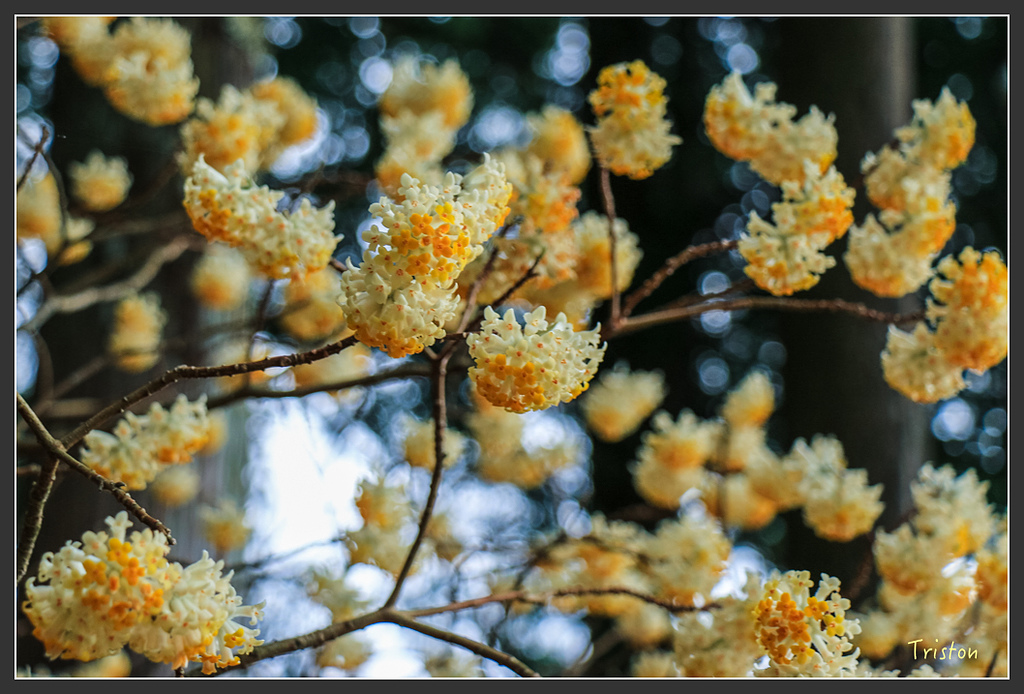 IMG_5615.jpg - 20160323 日本熊野古道健行
