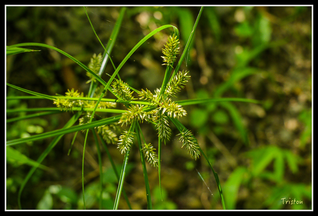 IMG_7261.jpg - 20160531 屏東笠頂山