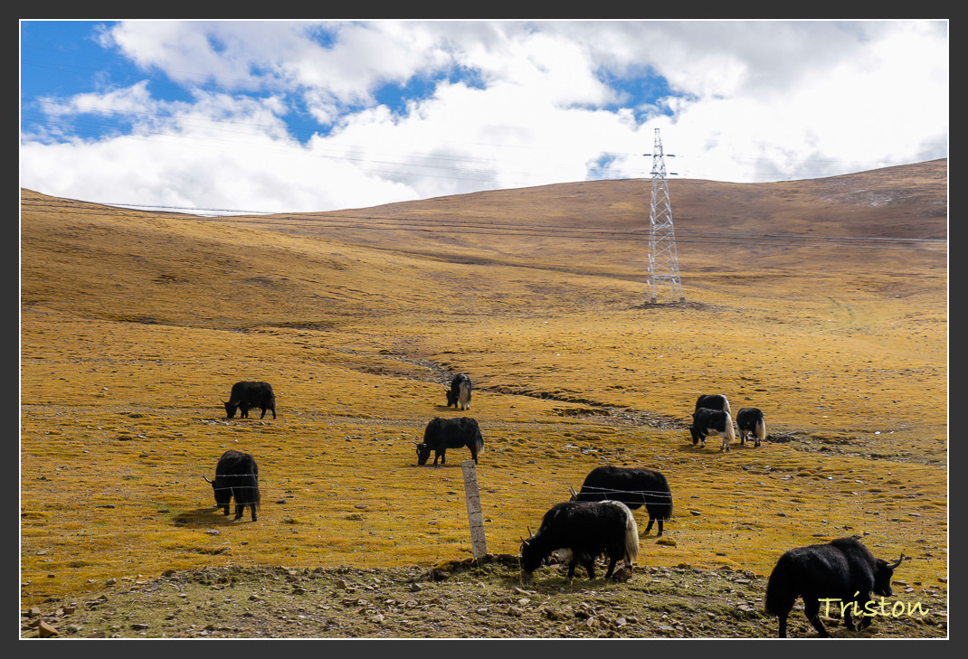 _MG_1457.jpg - 20161013 稻城亞丁