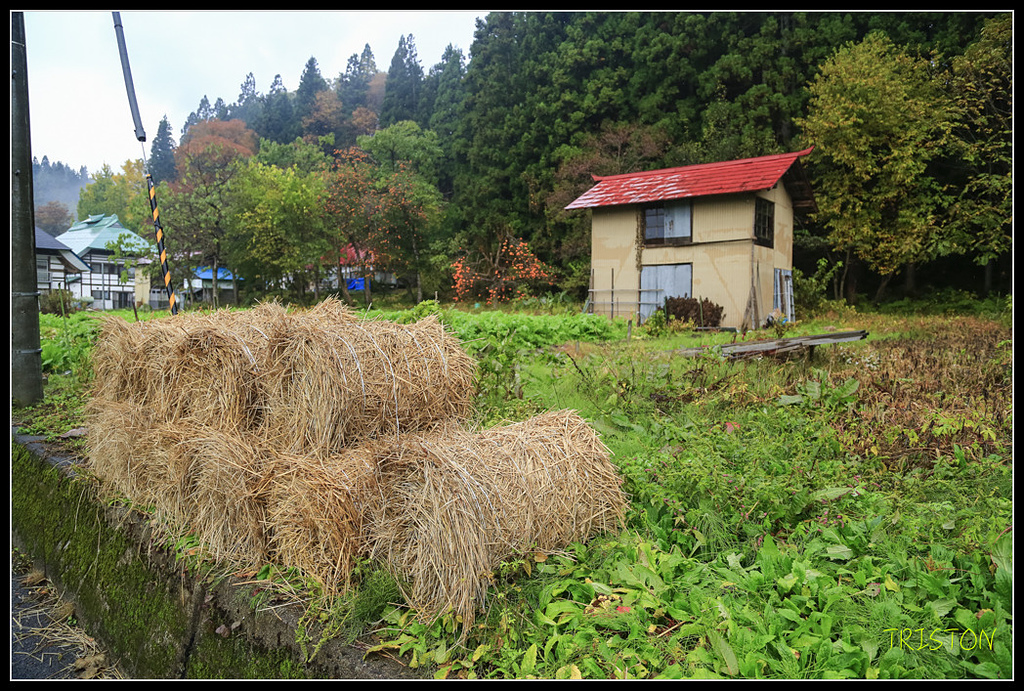 _H1A0374.jpg - 20171103 日本只見線、會津若松五色沼、昭和記念公園賞紅葉