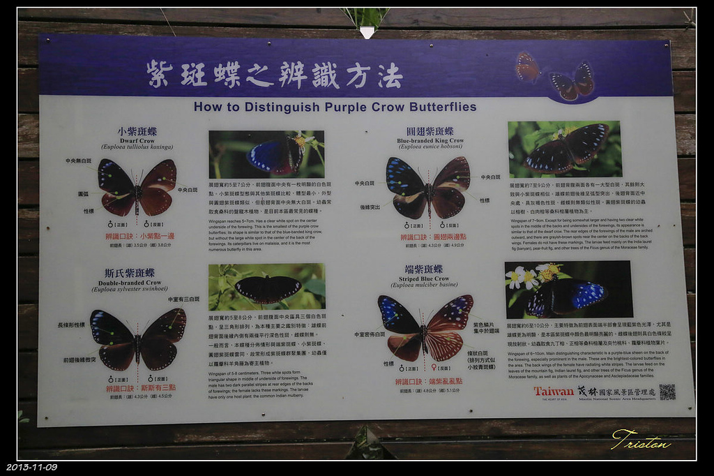 _H1A0514.jpg - 20131109 茂林賞蝶