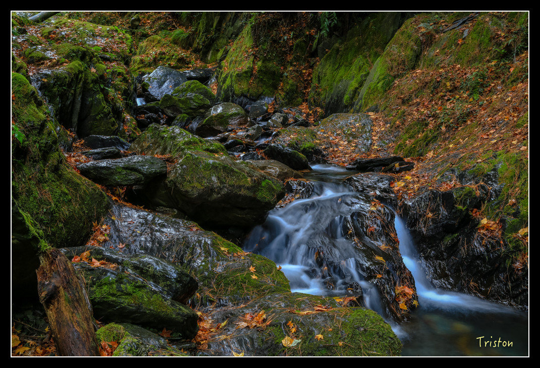 JH1A1042.jpg - 20151205 合歡溪步道、108K楓之谷