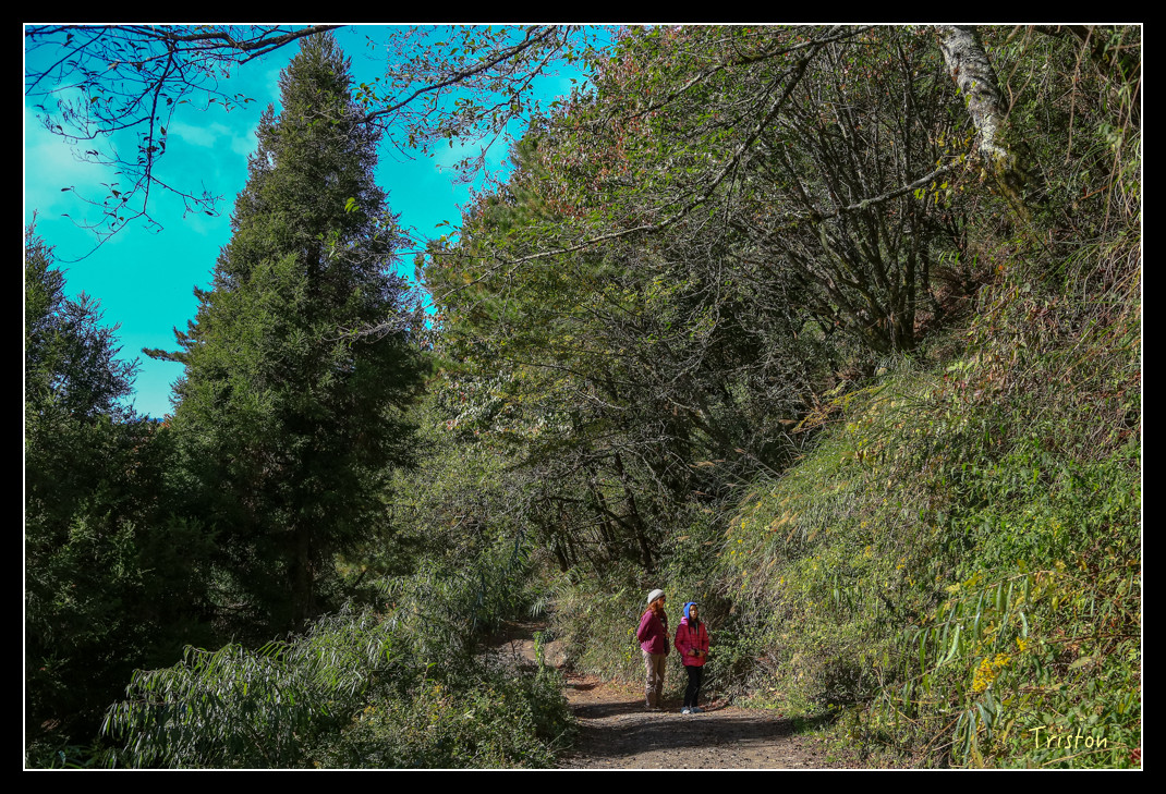 JH1A0638.jpg - 20151205 合歡溪步道、108K楓之谷
