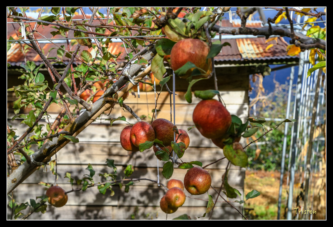 JH1A0998.jpg - 20151205 合歡溪步道、108K楓之谷