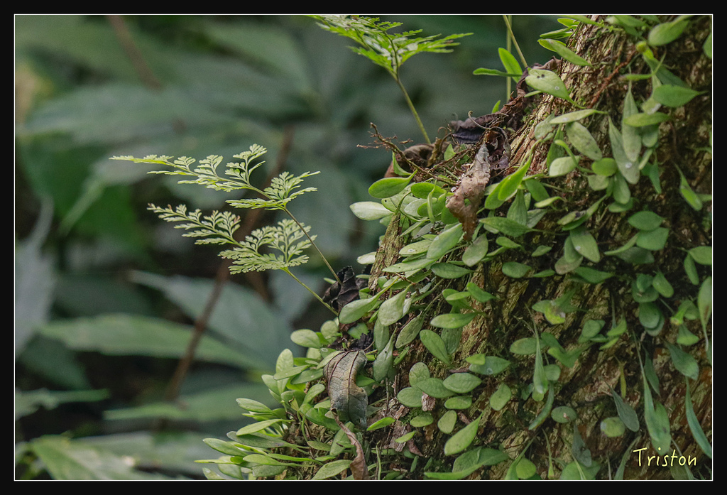 _MG_1021.jpg - 20180127 日湯真山