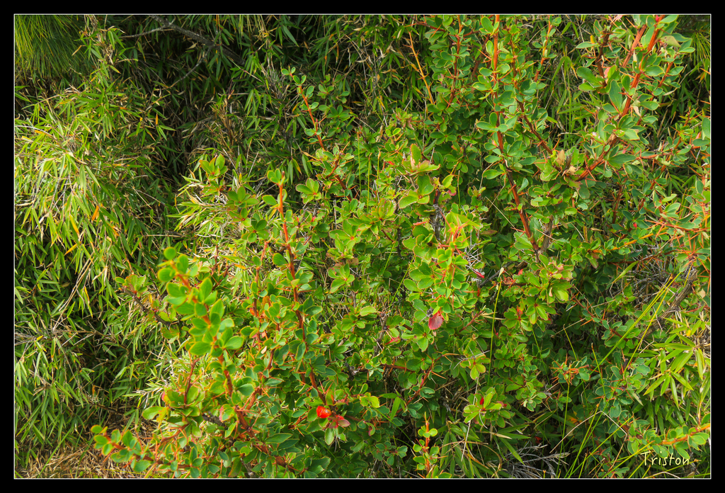 IMG_8764.jpg - 20151017 郡大林道、望鄉山、郡大山