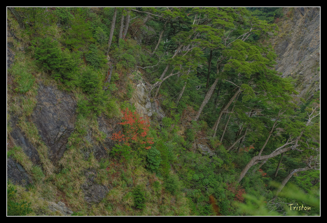 JH1A0743.jpg - 20151205 合歡溪步道、108K楓之谷