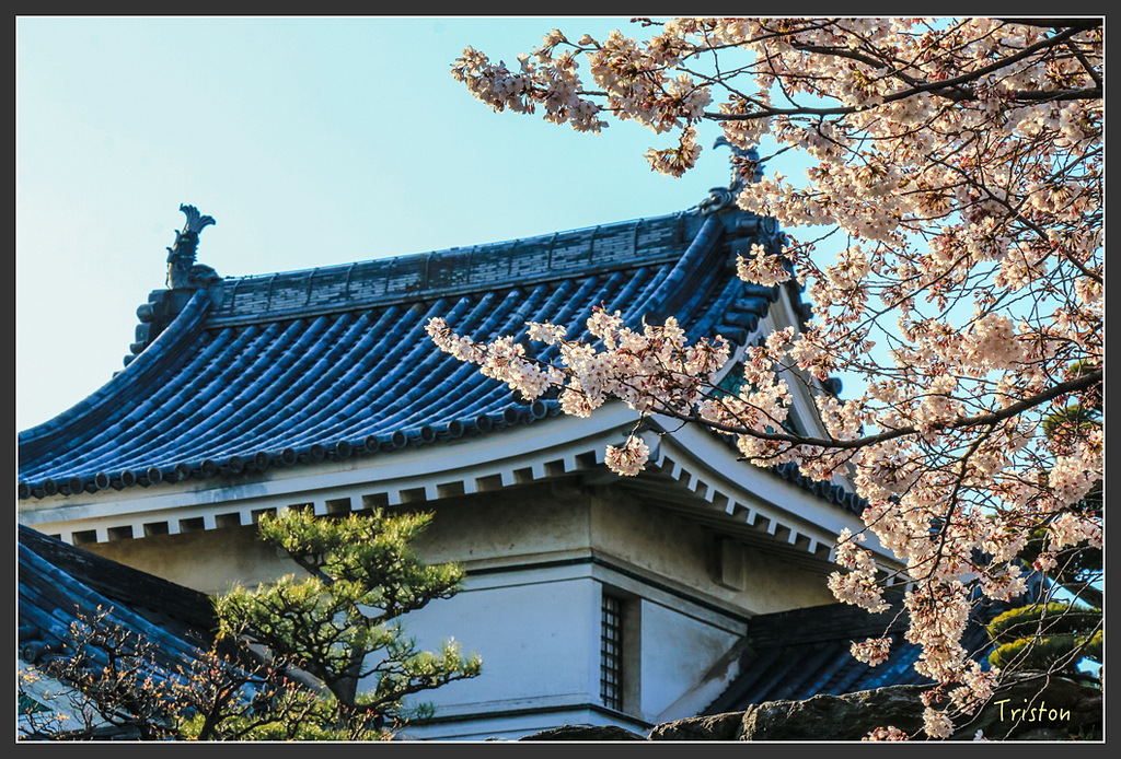 IMG_6016.jpg - 20160323 日本熊野古道健行