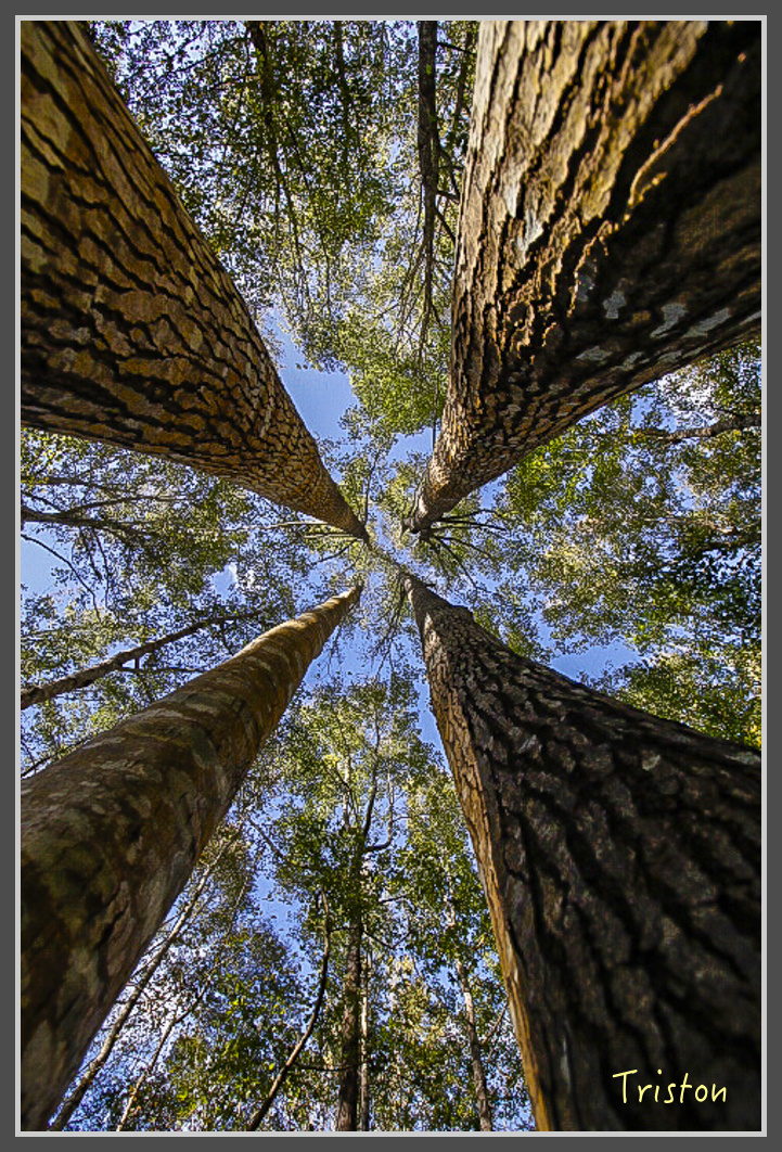 _MG_0032.jpg - 20161203 鎮西堡