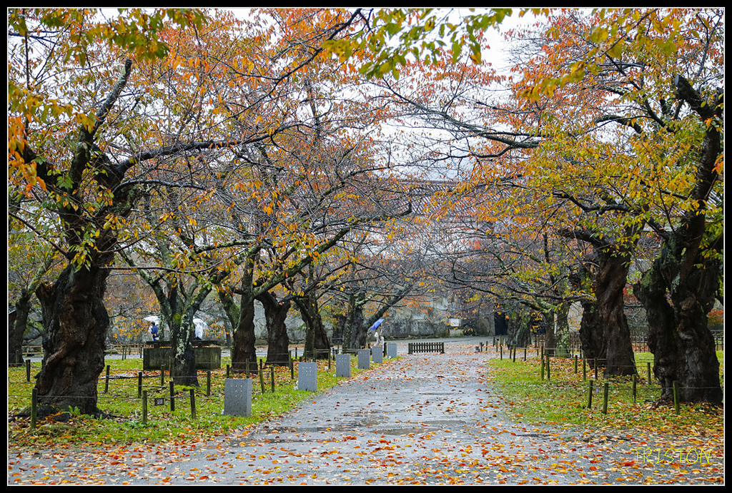 _H1A0876.jpg - 20171103 日本只見線、會津若松五色沼、昭和記念公園賞紅葉