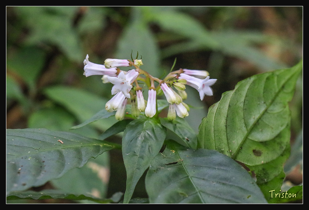 _MG_1045.jpg - 20180127 日湯真山