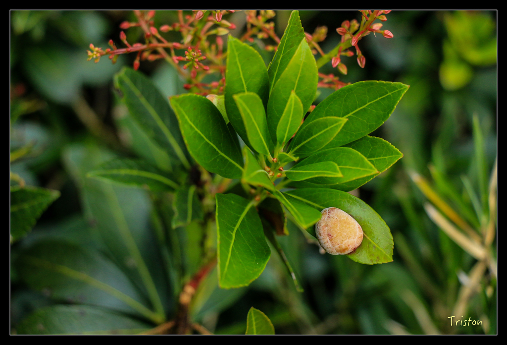IMG_8817.jpg - 20151017 郡大林道、望鄉山、郡大山