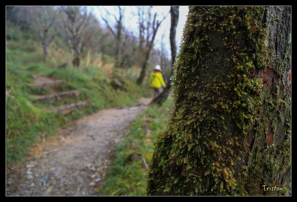 JH1A0159.jpg - 20151024~25 幾米公園、翠峰湖、翠峰山屋、望洋山步道、山毛櫸步道