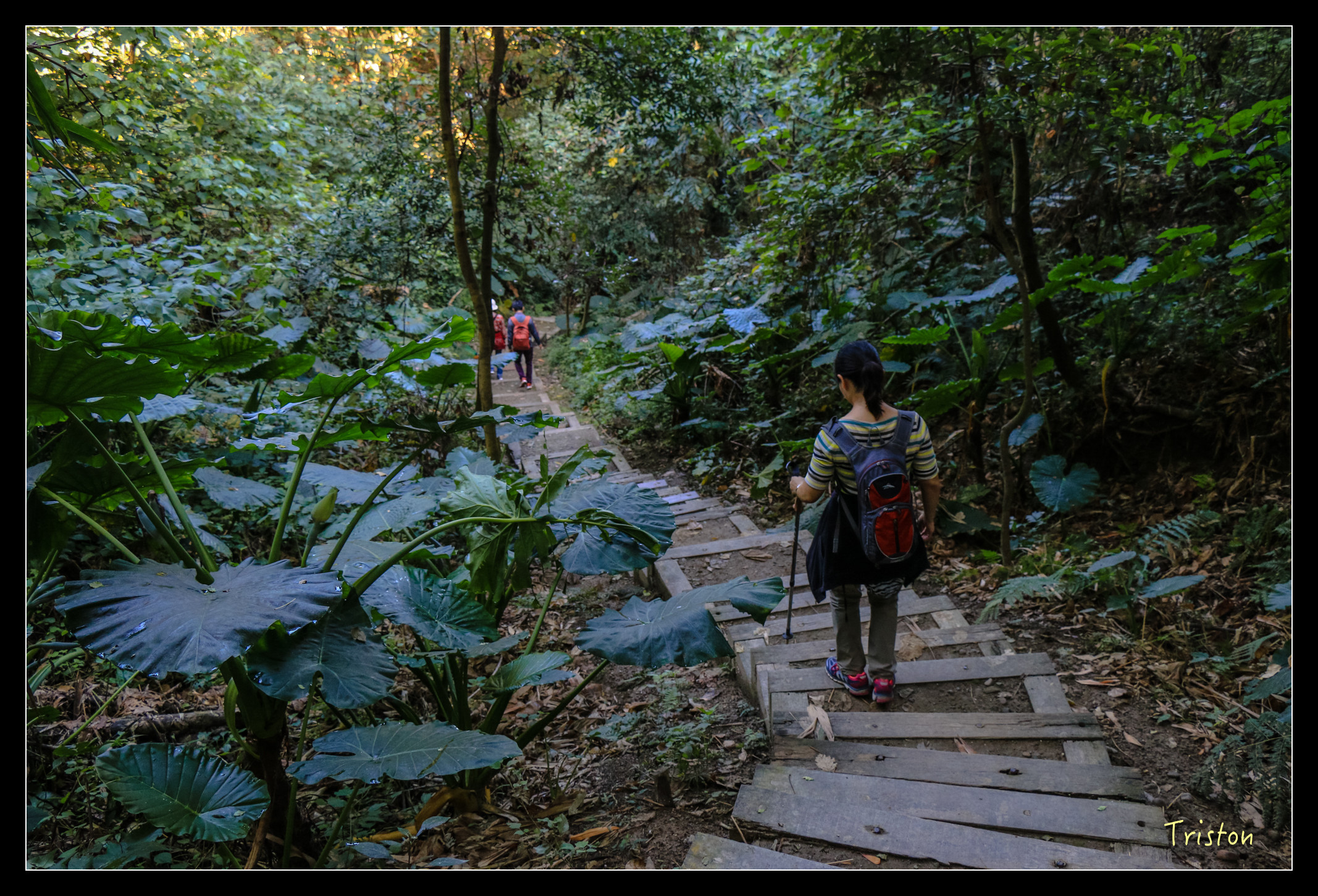 IMG_0336.jpg - 20151214 林內龍過脈步道