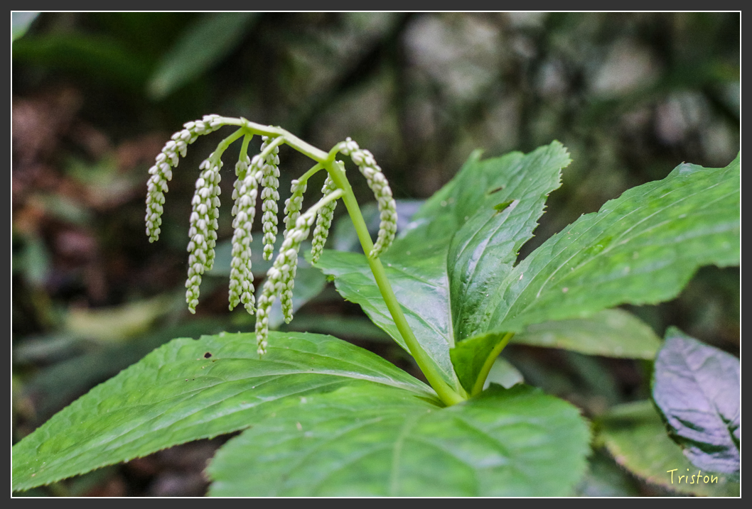 IMG_1385-2.jpg - 20160122 南仁湖、墾丁