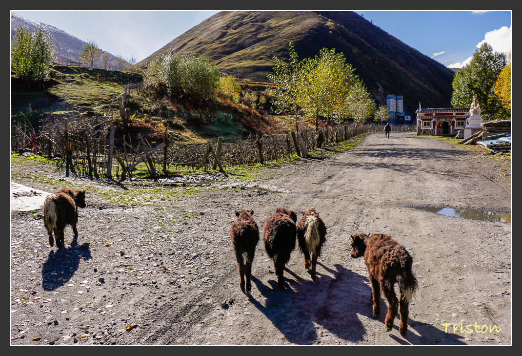 _MG_1314.jpg - 20161013 稻城亞丁