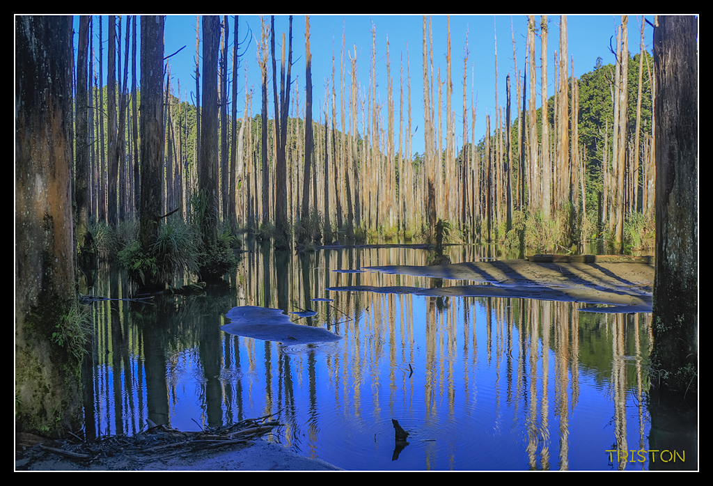 _MG_0277.jpg - 20170723 水漾森林