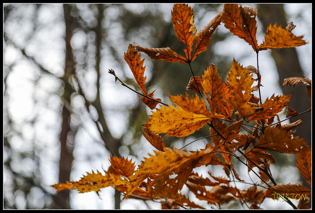 _H1A1213.jpg - 20171103 日本只見線、會津若松五色沼、昭和記念公園賞紅葉