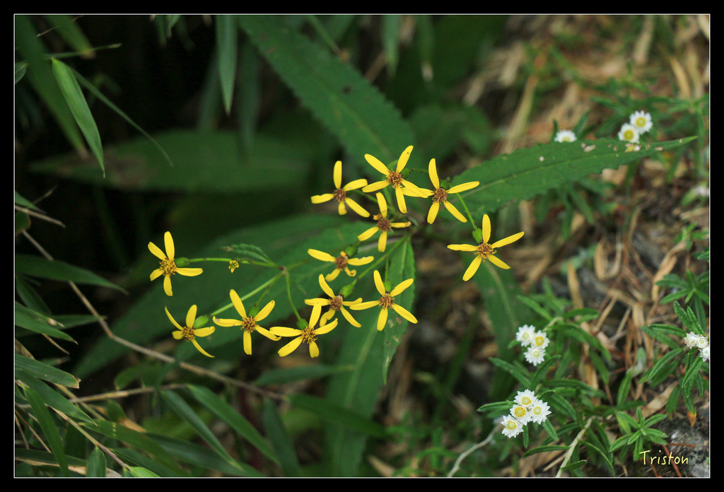 IMG_8615.jpg - 20151017 郡大林道、望鄉山、郡大山