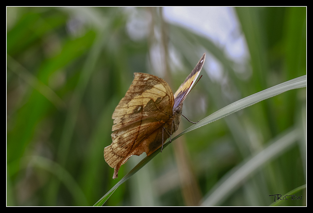 _MG_0101.jpg - 20170529 關仔嶺大凍山