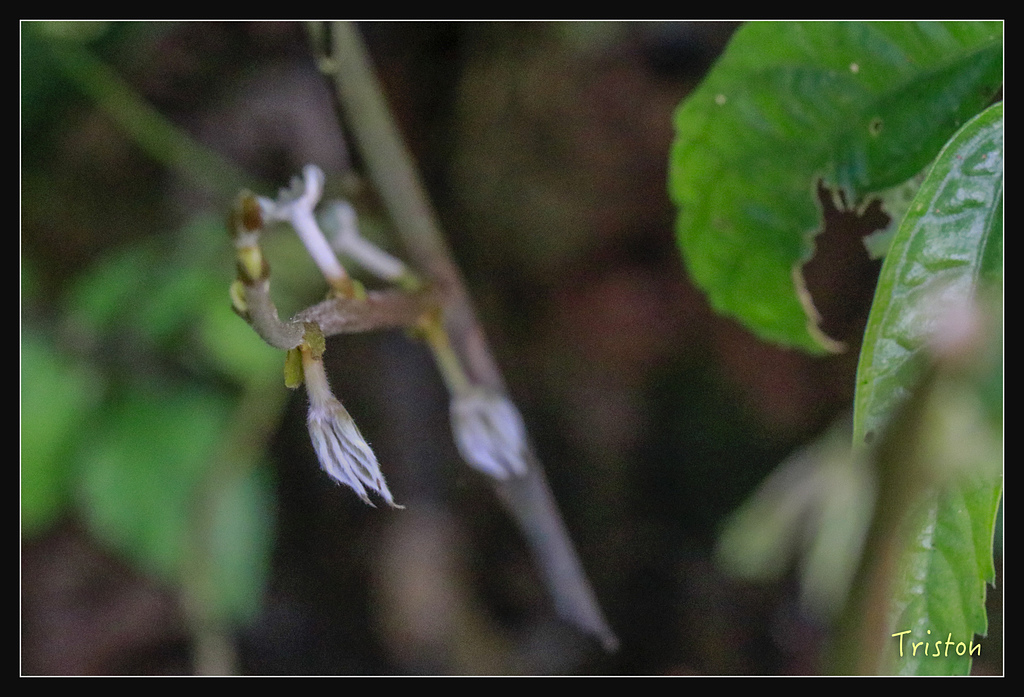 _MG_1029.jpg - 20180127 日湯真山