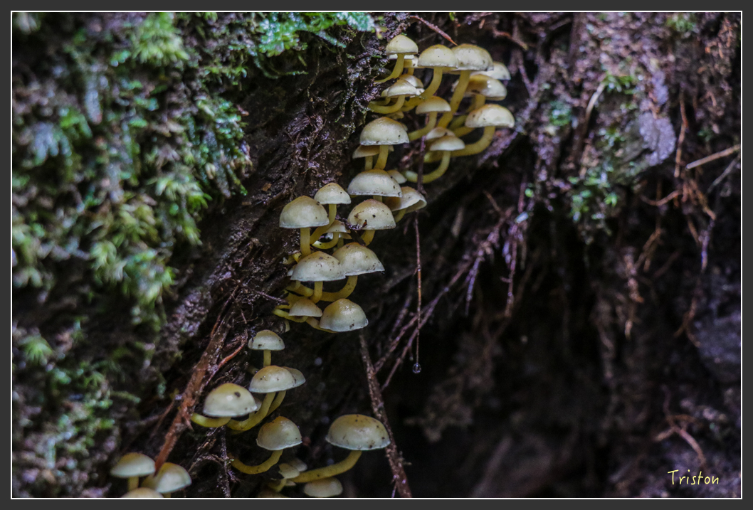 IMG_3305.jpg - 20160227 觀霧森林步道