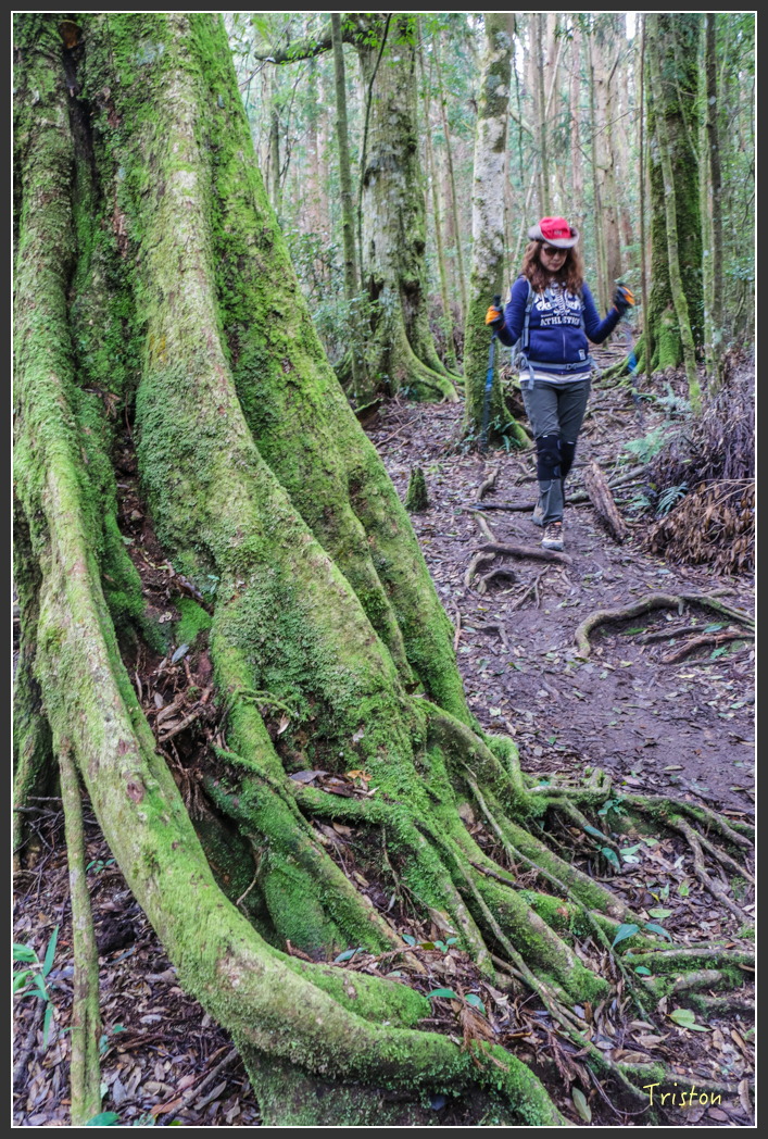 IMG_3470.jpg - 20160227 觀霧森林步道