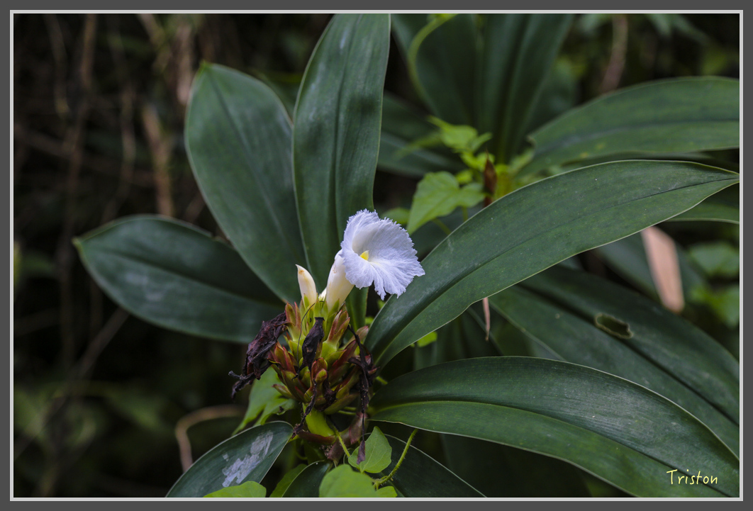 JH1A1871.jpg - 20160725 大津瀑布