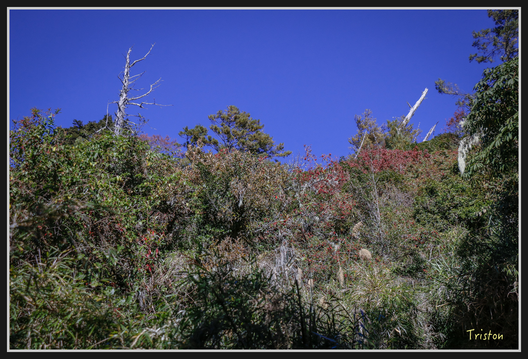_MG_0080.jpg - 20161226 大塔山